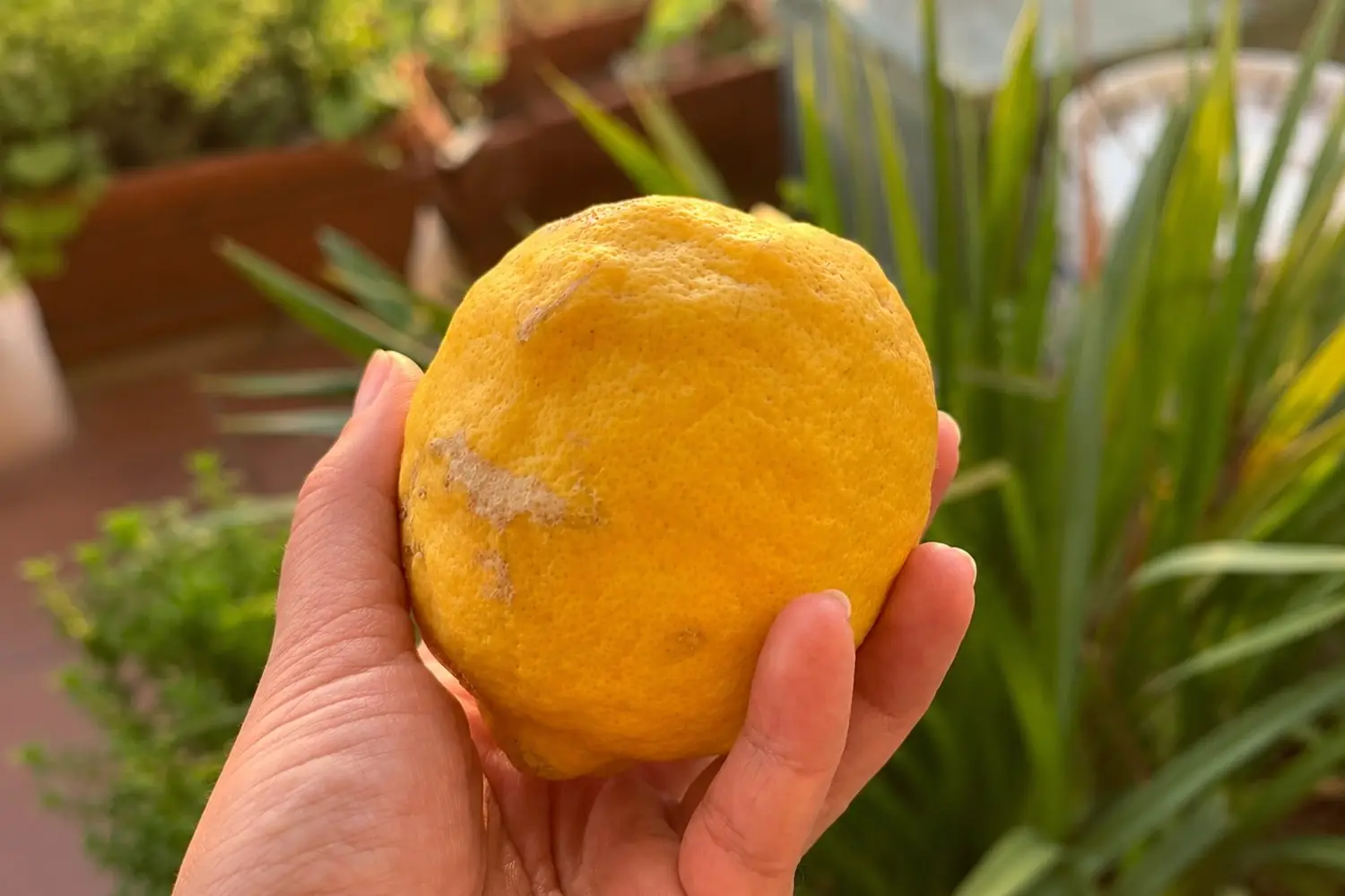 A freshly picked lemon held in the garden